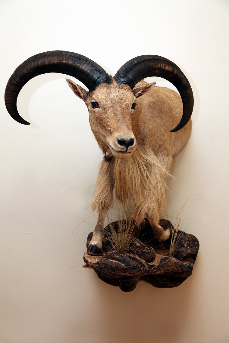 Half Mount